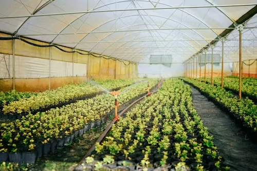 Commercial farm greenhouse vegetable production